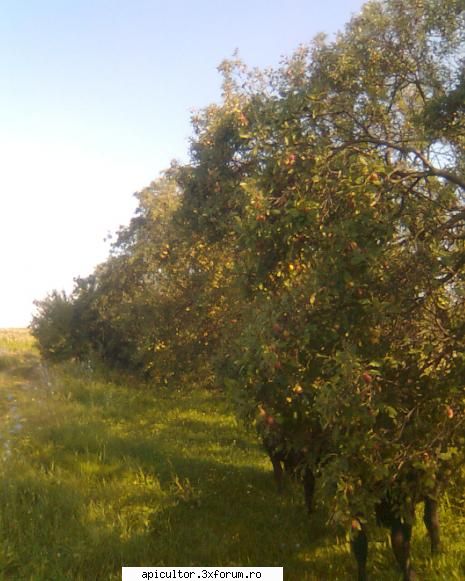 arbusti fructiferi - andrei_salaj - PASIUNI