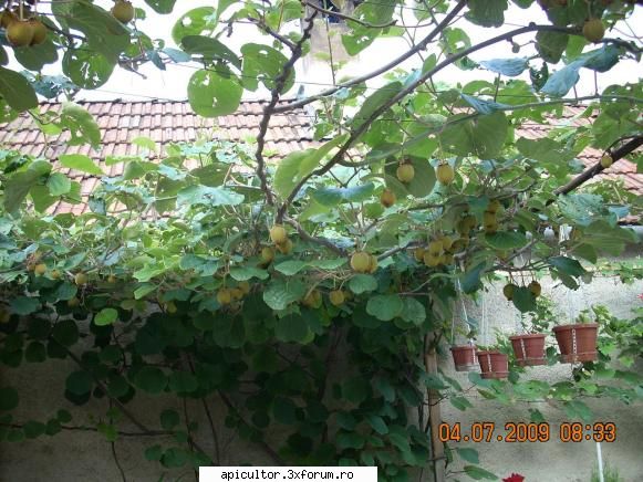 arbusti fructiferi - salut. si mie imi plac fff mult plantele. cateva - PASIUNI
