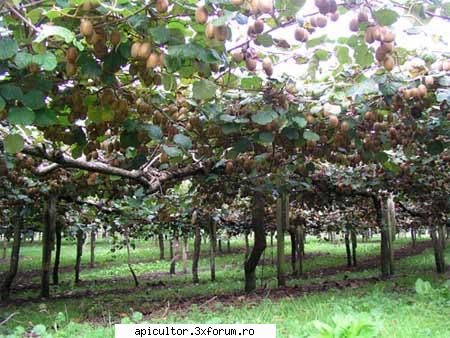 arbusti fructiferi - Dealuri intregi s-au plantat - PASIUNI