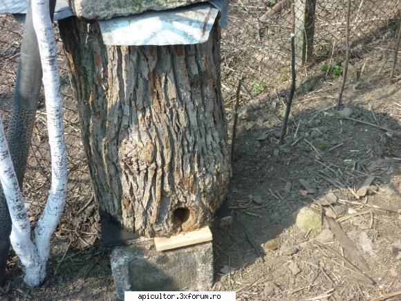 buduroaie de vinzare - castoruu_castoruu - VANZARI ECHIPAMENTE APICOLE