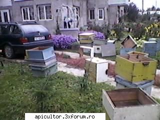 bzzzz meu - Mihai - POZE