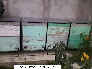 bzzzz meu - lazi folosite un singur an , ca noi trebuiesc - POZE