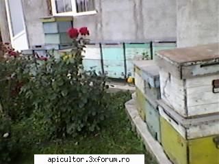 bzzzz meu - Mihai - POZE