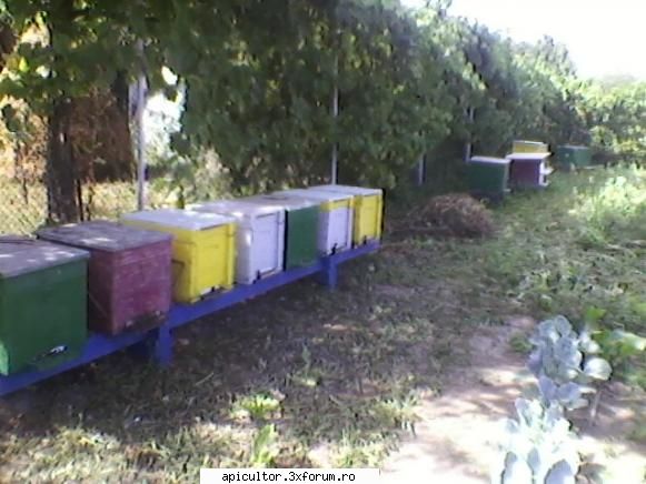 bzzzz meu - sory am repetato - POZE