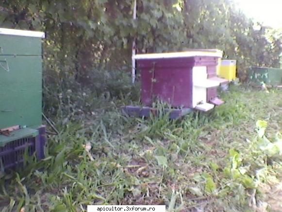 bzzzz meu - roi formati prin divizare cu matci neimperecheate - POZE
