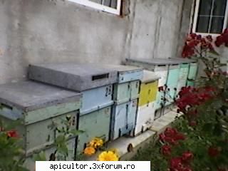 bzzzz meu - Mihai - POZE