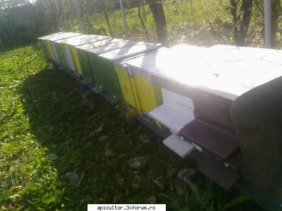 bzzzz meu - Mihai - POZE