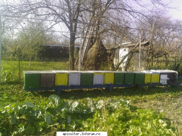bzzzz meu - alta pozitie ;) - POZE