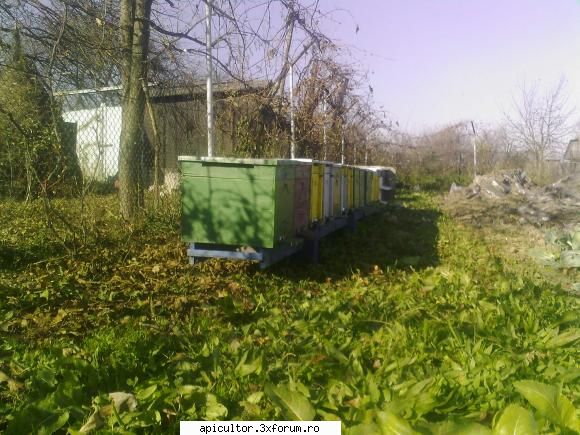 bzzzz meu - Mihai - POZE