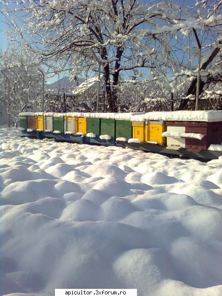 bzzzz meu - Mihai - POZE