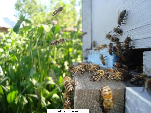 bzzzz meu - he he ceva de vara ce a trecut - POZE