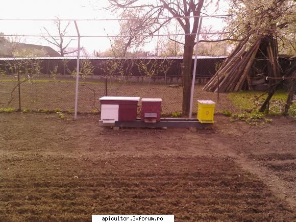 bzzzz meu - Mihai - POZE