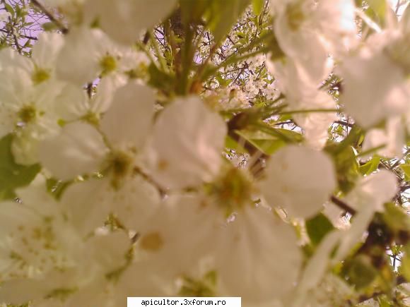 bzzzz meu - Mihai - POZE