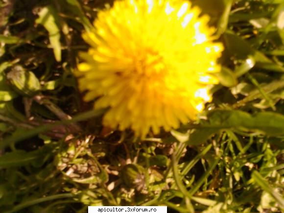bzzzz meu - Mihai - POZE