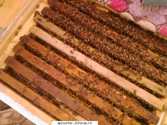 bzzzz meu - Mihai - POZE