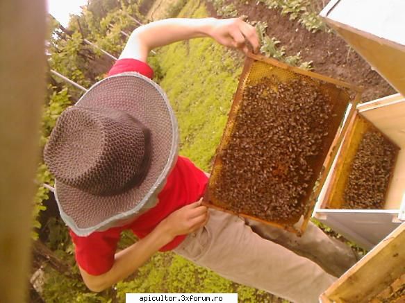 bzzzz meu - Mihai - POZE