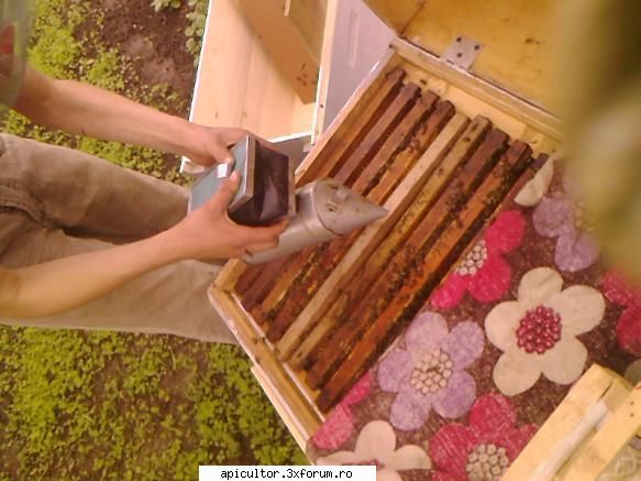 bzzzz meu - Mihai - POZE