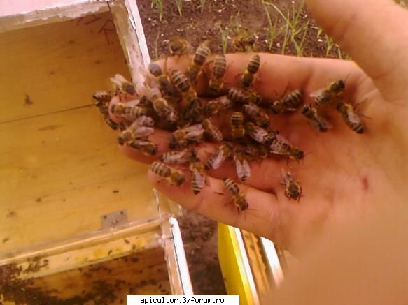 bzzzz meu - Mihai - POZE