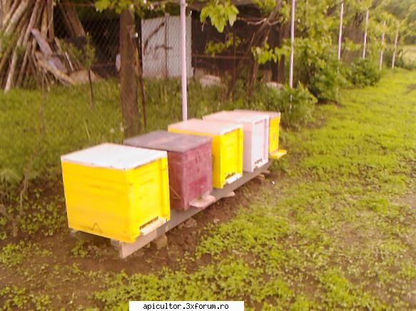 bzzzz meu - Mihai - POZE