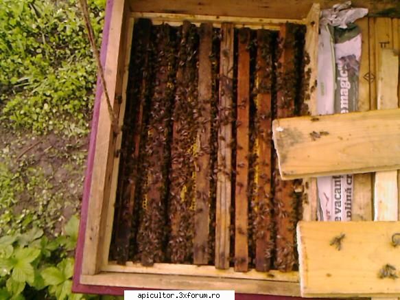 bzzzz meu - familia nr 2 din acelasi stup - POZE