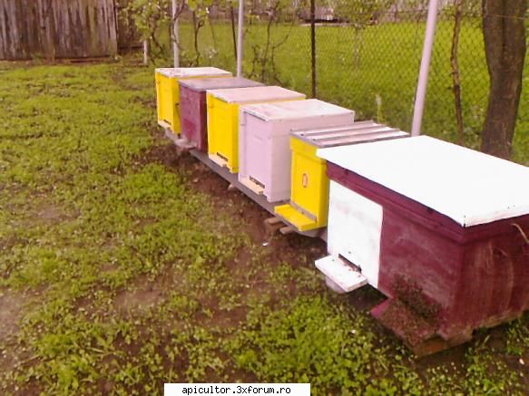 bzzzz meu - Mihai - POZE