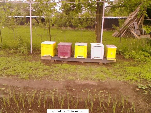 bzzzz meu - Mihai - POZE