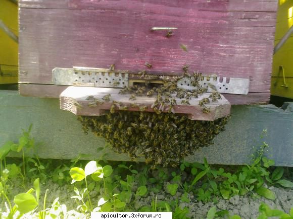 bzzzz meu - Mihai - POZE