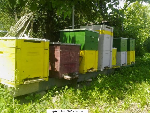 bzzzz meu - Mihai - POZE
