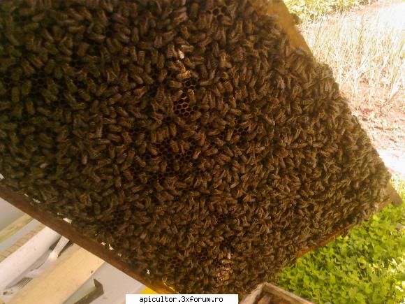 bzzzz meu - o rama din cuib - POZE