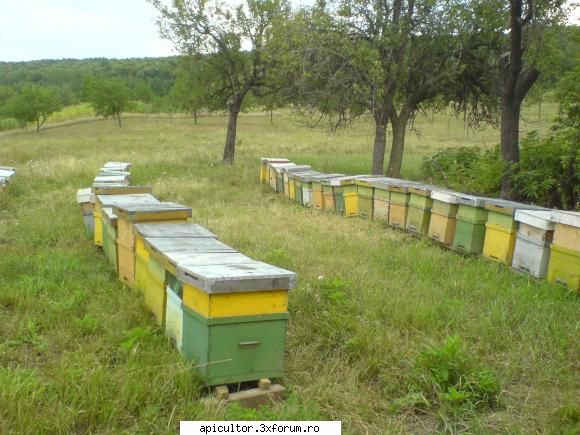 cumpar stupi si nuclee folosite - locatie d exceptie! - CUMPARARI ECHIPAMENTE APICOLE