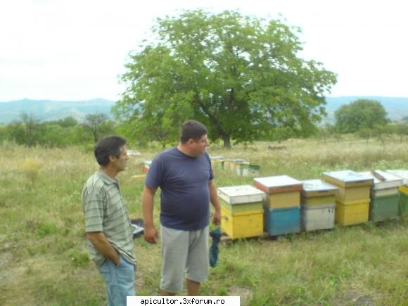 cumpar stupi si nuclee folosite - locatie superba - CUMPARARI ECHIPAMENTE APICOLE