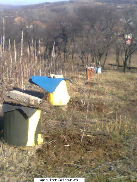 divizare - castoruu_castoruu - INMULTIREA FAMILIILOR DE ALBINE