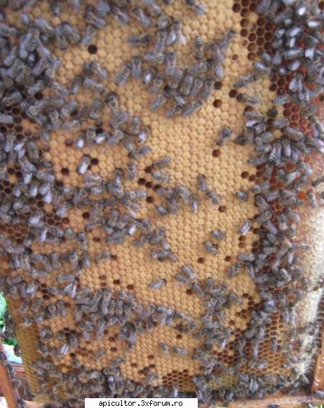 divizare - Ramele cu puiet sa arate cam asa cu puiet - INMULTIREA FAMILIILOR DE ALBINE