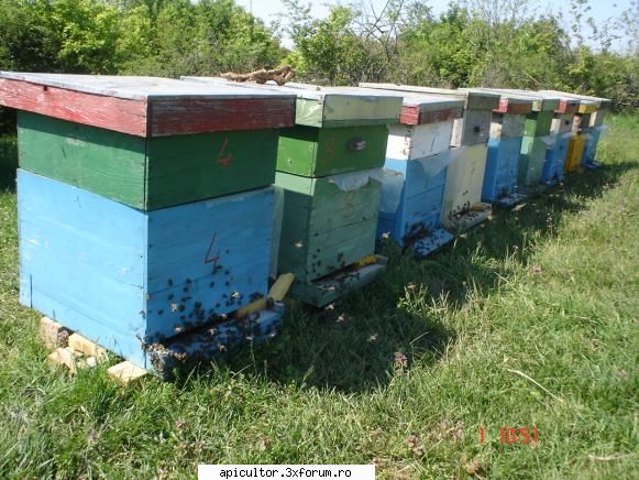 evitarea roirii - la mine...eu am probleme cu majoritatea - APICULTOR INCEPATOR