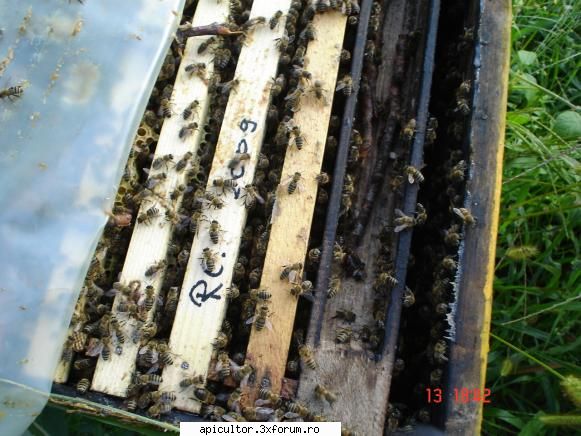 folia - FreeCristian - INTRETINEREA ALBINELOR