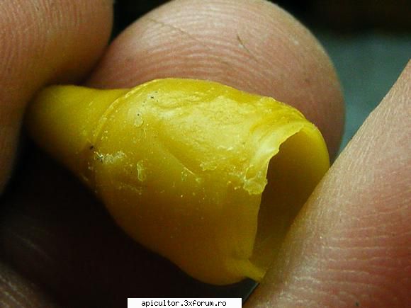 formare portbotci artificiale la nivel industrial - fotoklipa - CRESTEREA MATCILOR