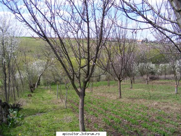 fotoklipa - Locuri pentru cules,albinele-s fericite - DESPRE MINE! CINE SUNT!!!