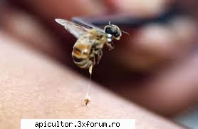 inceputul in apicultura - inca ceva cum pot verifica daca sunt alergic sau - APICULTOR INCEPATOR