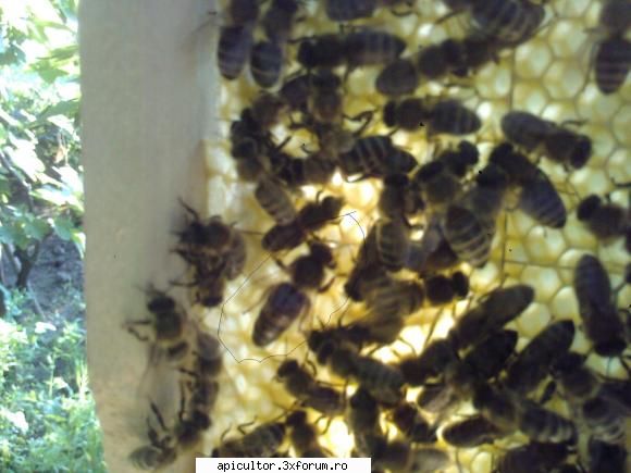 inceputul in apicultura - varsta la matca cum o stim? - APICULTOR INCEPATOR