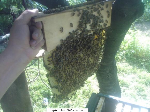 inceputul in apicultura - asta e rama cu hranitor - APICULTOR INCEPATOR