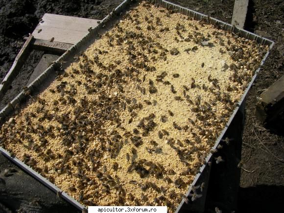 inlocuitor de polen - albinutele la tava cu feed bee - APICULTOR INCEPATOR