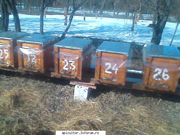 lucrari efectuate in stupina - zbor de curatire, ieri 03.03 - APICULTOR INCEPATOR