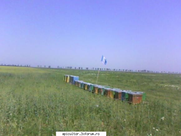 lucrari efectuate in stupina - aseara am scos "fetitele" la iarba verde - APICULTOR INCEPATOR