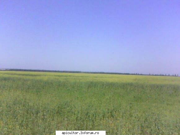 lucrari efectuate in stupina - si lanul de rapita rapita acum a inceput sa - APICULTOR INCEPATOR