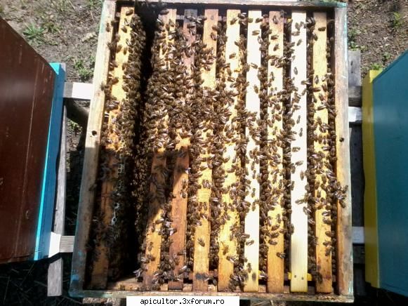 malebee - si el insusi ! :) - POZE