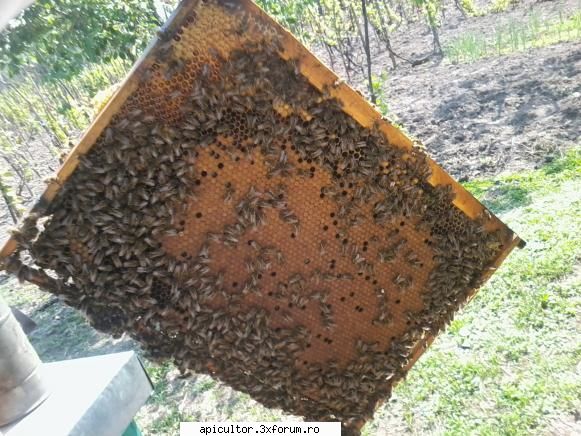 malebee - malebee - POZE