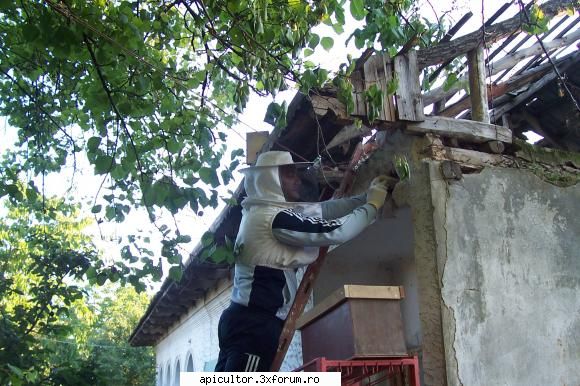 malebee - Partea frumoasa a fost scoaterea roiului - DESPRE MINE! CINE SUNT!!!