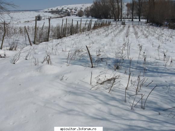 modele de stupi pt incepatori - doru c. - APICULTOR INCEPATOR