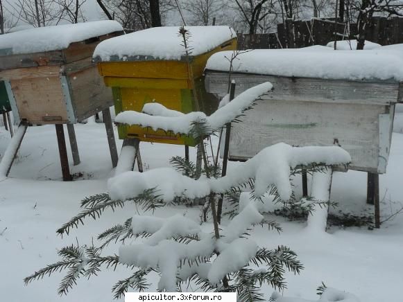 ninge - bine ar fi sa o tzina tot asa macar vreo doua - INTRETINEREA ALBINELOR