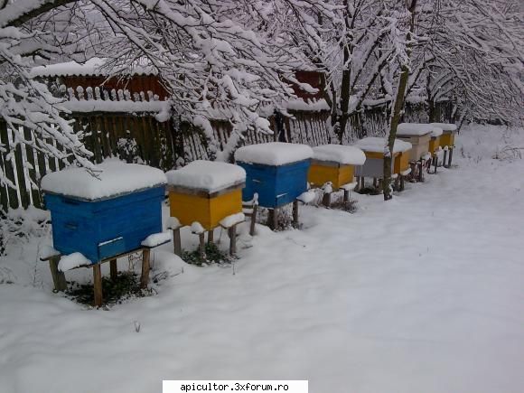 ninge - dupa o lunga absenta a mea de pe forum, revin si - INTRETINEREA ALBINELOR